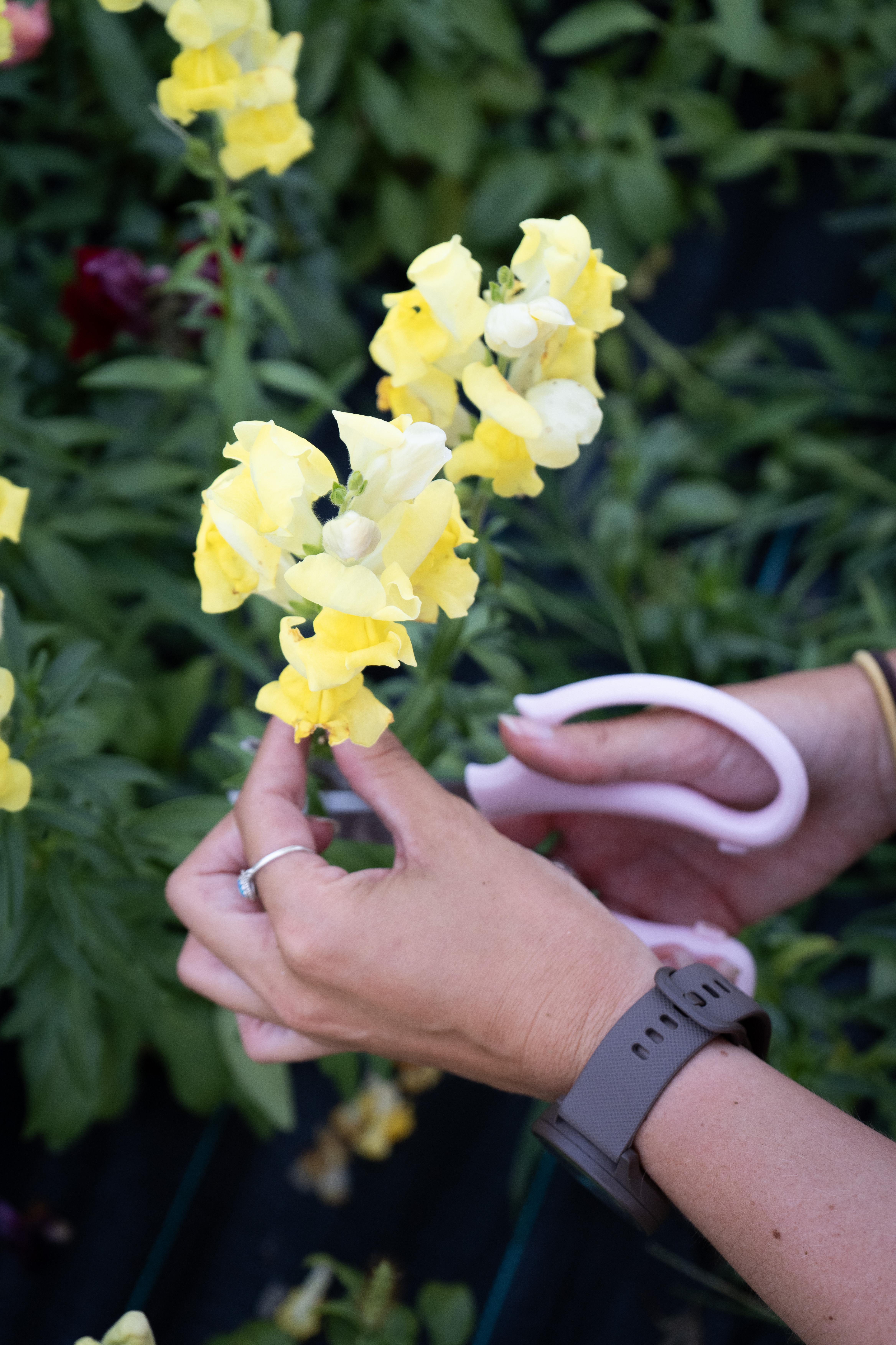 Une femme coupe une fleur jaune avec un ciseau