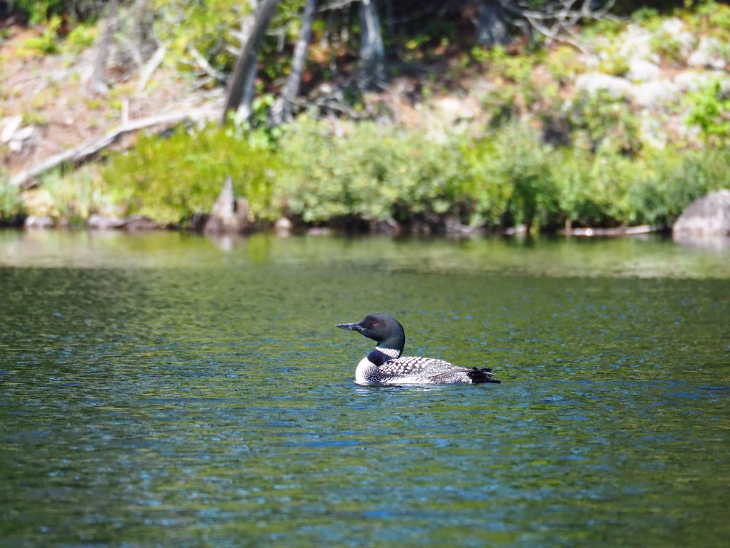 Huard à collier sur le lac Kipawa